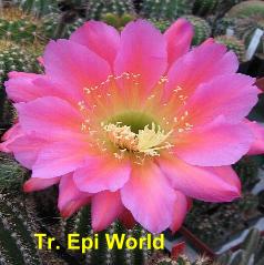 Tr. Epi World.4.0.jpg 